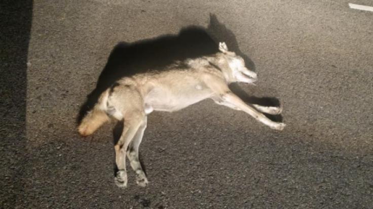 WhatsApp Image 2025-11-10 at 6.14.49 PM-O3jhM8vmuQ.jpg